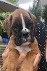  - Chiot boxer 