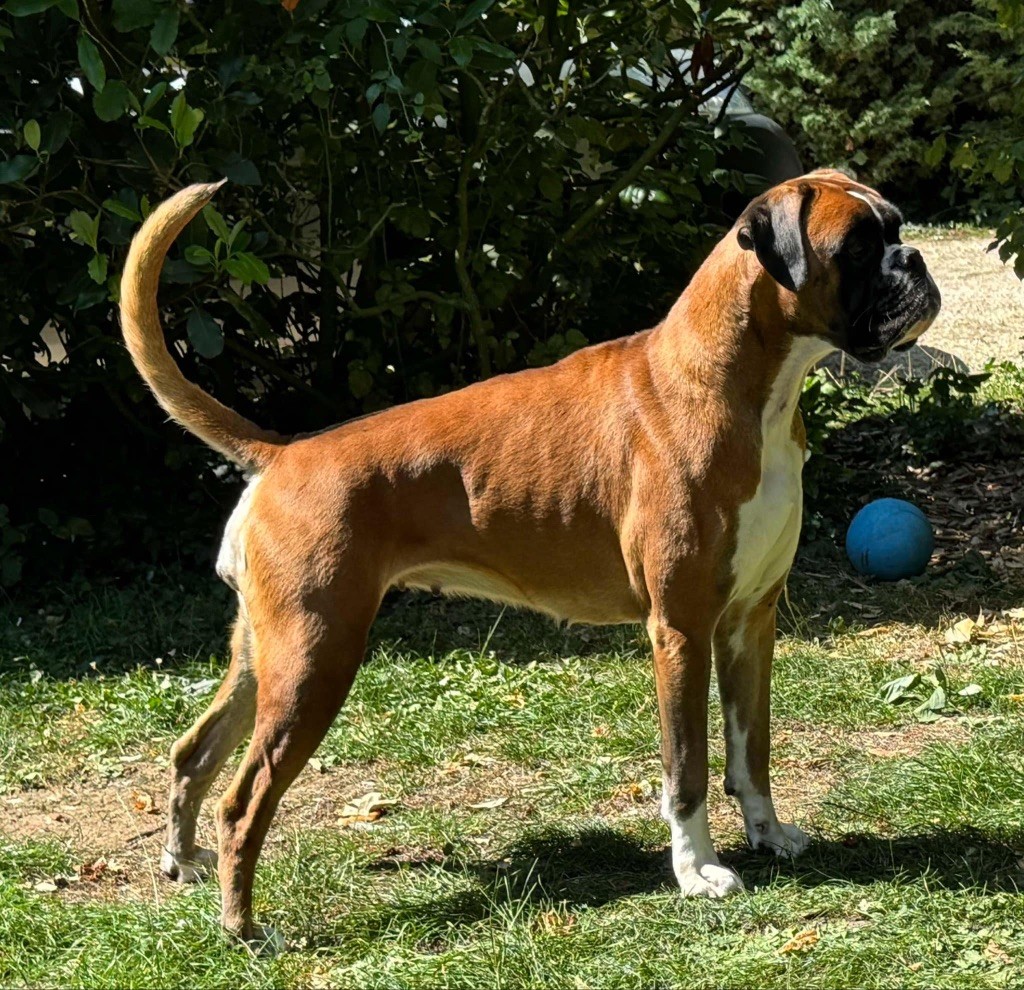 CH. Minerva Degli scrovegni