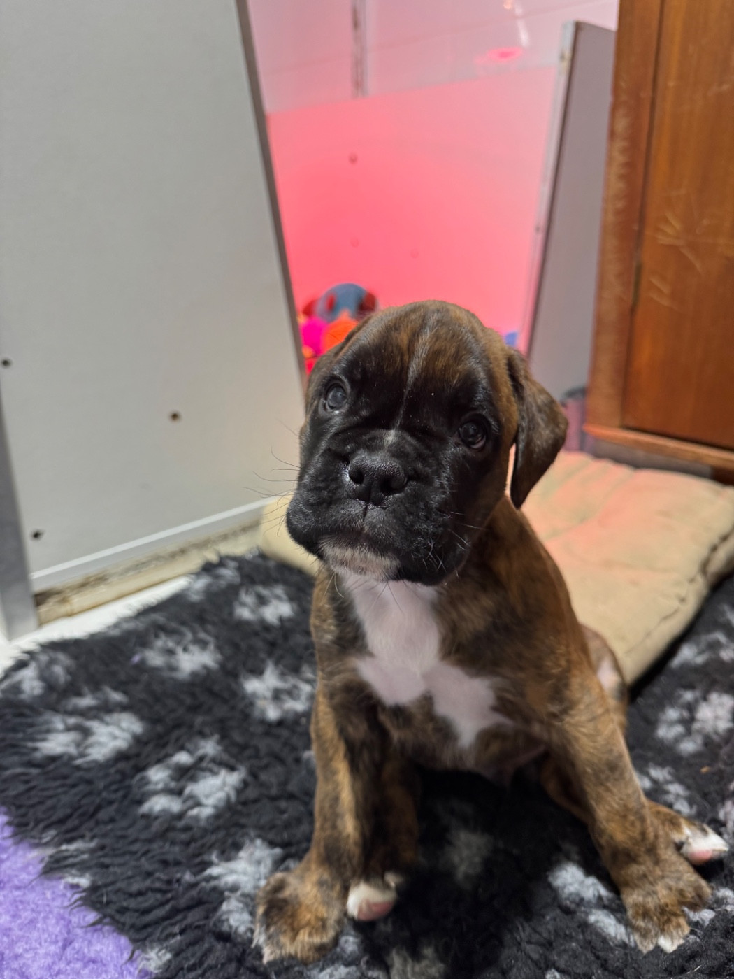 Chiot mâle né le 8 décembre