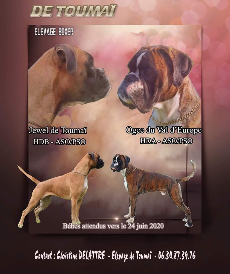 De Toumaï - des bébés pour fin juin 2020