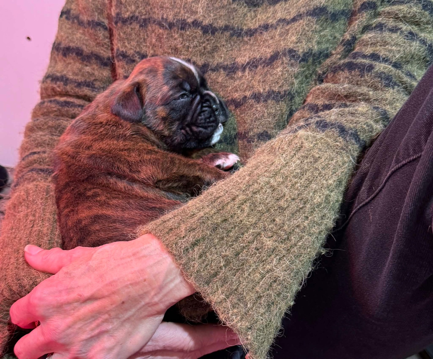 Chiot Boxer De Toumaï