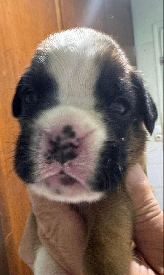 CHIOT 6