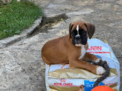 CHIOT 1 Ugo
